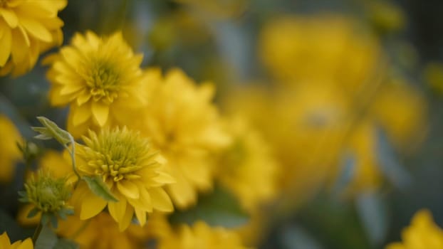 Closeup of beautiful yellow flowers in the garden. Clip. Yellow flowers on a green meadow.