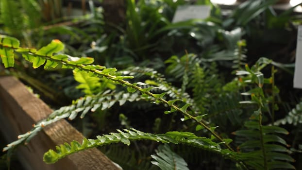 Close-up of green fern growing in greenhouse. Beautiful green fern leaves are illuminated by sun's rays making their way through greenhouse windows.