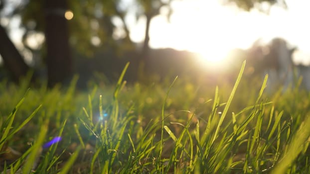 Summer grass meadow motion blur of pleasant wind with bright sunlight, sunny spring background.