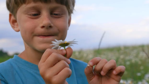 A beautiful blue-eyed boy. Creative. A small child with a cute face walking through a chamomile field and looking at small flowers. High quality 4k footage