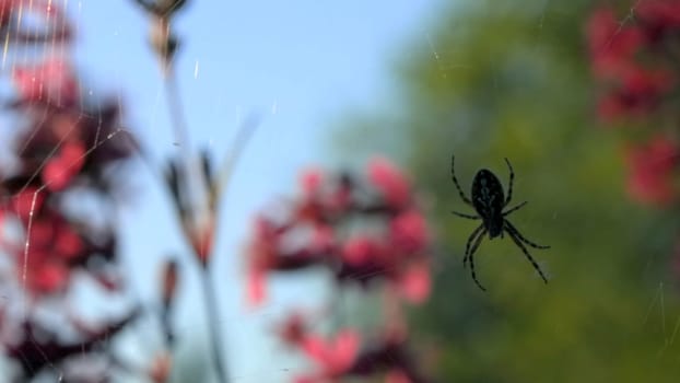 The spider is hanging on its web. Creative. A dark little spider on a web next to beautiful pink flowers in the grass