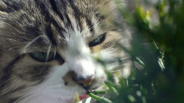 Cat is eating fresh green grass. Cat grass, pet grass. Clip. Natural hairball treatment, white, red pet cat eating fresh grass, green oats, emotionally, copy space, the concept of the health of Pets. Beautiful cream tabby cat is eating grass, on a brown background.