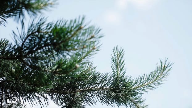 Green prickly branches of a fur-tree or pine. Nice fir branches. Close up. Bright evergreen fresh pine tree green needles branches. New fir-tree needles, conifer.