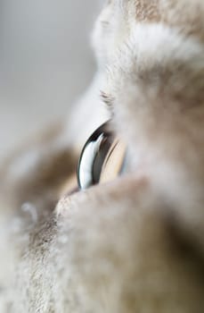 Home grey cat eye looking top closeup
