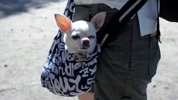 Little lovely dog in the dark blue bag of traveller, sunny day. Clip. Little white dog in travel bag. The concept of traveling with Pets.