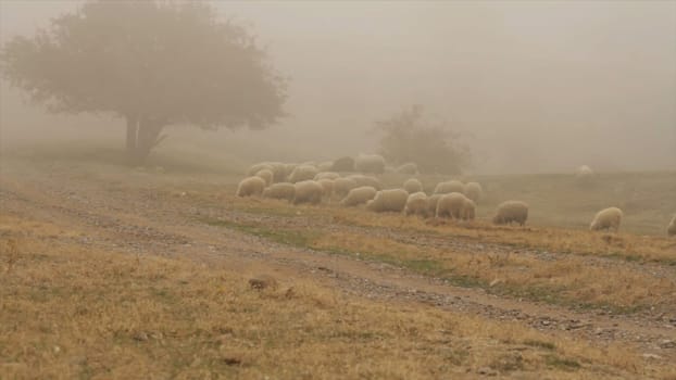 Flock of white sheep grazing in a meadow with tall grass, sepia effect. Pasture of sheep in front of the field with tall golden lush grass.