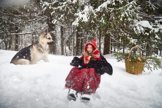 Cute little girl in red cap or hat and black coat with basket of green fir branches treats with pie of big dog shepherd as wolf in snow forest on cold winter day. Fun and fairytale on photo shoot