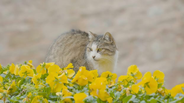 Street cat sits in flowers. Action. Cat is sitting by beautiful yellow flowers on street. Street cat in town in summer. Istanbul Cats.