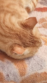 red cat sleeping on a blanket, pets, animals. High quality photo