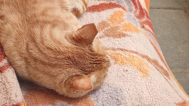 red cat sleeping on a blanket, pets, animals. High quality photo