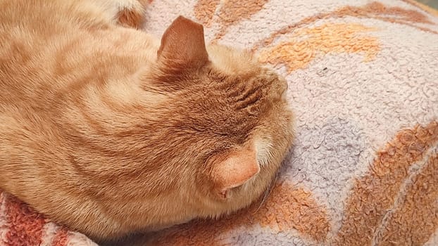 red cat sleeping on a blanket, pets, animals. High quality photo