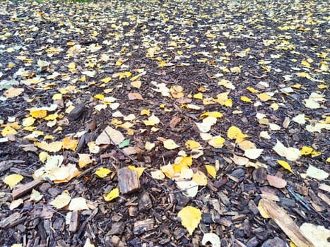 Scattering of yellow birch leaves on old gray damp sawdust. Autumn abstract Background, texture, frame, copy space and place for text