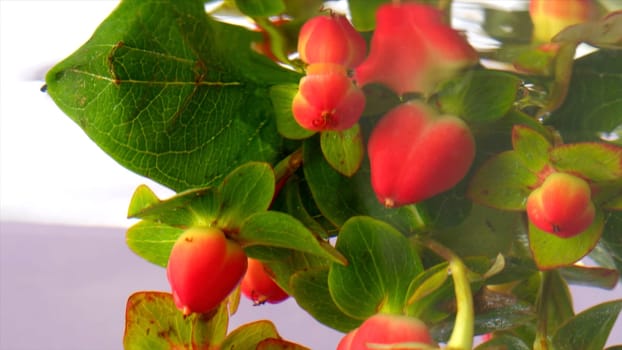 Beautiful branch with red hypericum berries being put underwater. Stock footage. Close up of green leaves on a branch of a flower in transparent water
