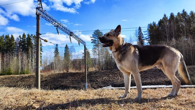 Dog German Shepherd near railway. Russian eastern European dog veo next to rails and sleepers. Military or police dog guards protects the territory from terrorists during war of Ukraine and Russia