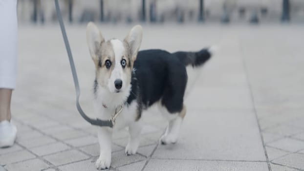 Adorable dog walking around the city on a leash. Action. Cute puppy with different eye color