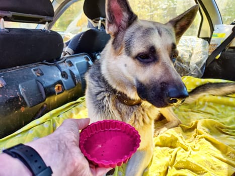 Dog German Shepherd in car and a woman's hand with a plate of water. Eastern European dog veo in travel or trip