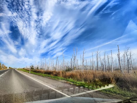 The view from the car window at the trunks of dead birches on the side of the road and blue sky with white clouds. Trees that died due to poor ecology and swamps. Views and travel experiences