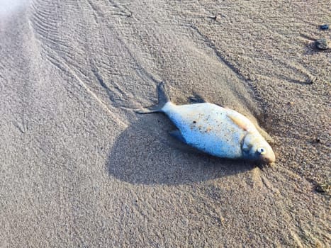 Dead fish on the sand by the sea or river. Concept of bad ecology, environmental pollution, water pollution