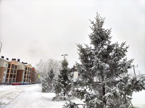 Snow-covered spruce in a forest on a frosty day. Fir branches in the snow