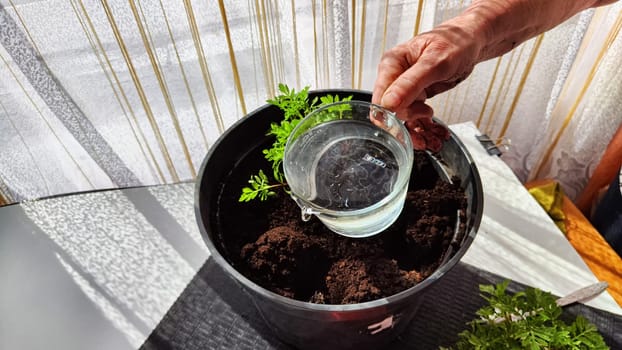 Planting marigold flowers in a pot. Reproduction of plants in spring. Young flower shoots and greenery for the garden. The hands of elderly woman, bucket of earth, green bushes and twigs with leaves