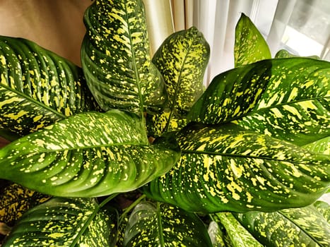 Dieffenbachia plant in a pot on a stool by the window. Retro interior in light colors. Background with plant with green leaves and fabric