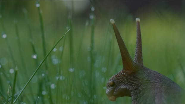 Large snail in grass with dew. Creative. Close-up of beautiful snail on background of green grass. Grape snail crawls in grass after rain.