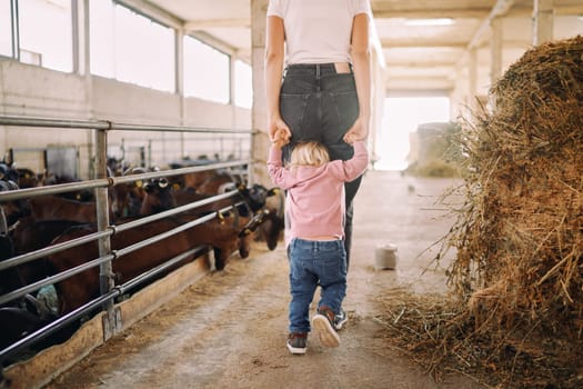 Little girl follows her mother holding her hands and looking at her feet on the farm. High quality photo