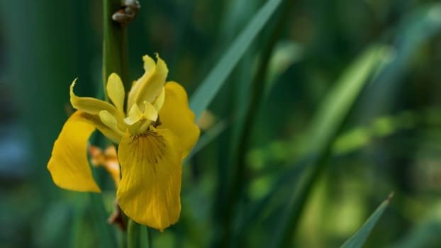 A huge flower hanging from a stem. Creative.View of the grass and the yellow flower that hangs down in macro photography. High quality FullHD footage