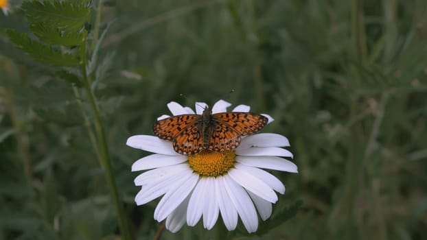 A beautiful chamomile grows in a field and insects crawl on it. CREATIVE. A flower with white petals and a yellow center. Insects are on the flower. The wind blows a flower growing in a clearing.