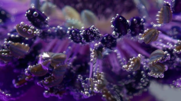 Purple flower.Stock footage. A bright purple flower on which artificial smoke is allowed and it smoothly falls on all the petals. High quality FullHD footage