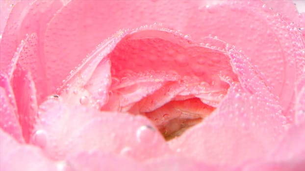 Rose bud underwater covered by tiny air bubbles, macro view. Stock footage. Floral background of a light pink rose swaying in front of a purple wall