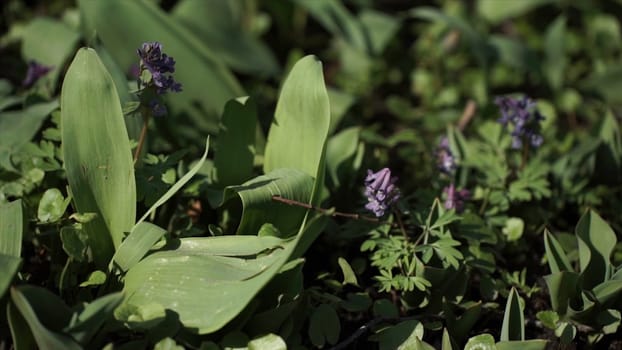 Lily of the valley Convallaria majalis purple flowers. Purple Lily of the valley on grass. Spring blossom. Close-up. Natural green background of may lily, lily of the valley, Convallaria majalis leaves, selective focus HD