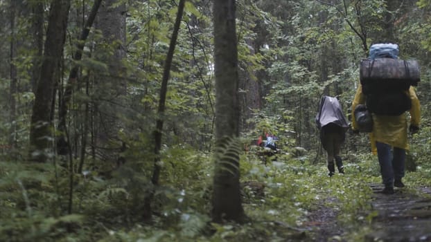 Rear view of the group of people with backpacks trekking together and climbing in forest. Adventure, travel, tourism, hike concept, friends walking through the forest.