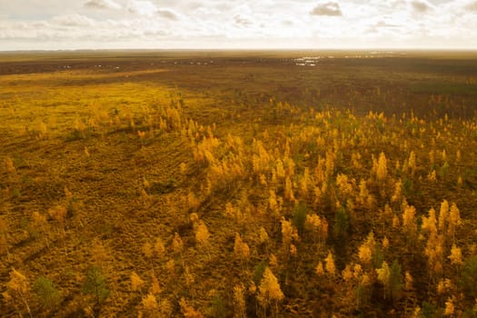 An aerial view of an autumn bog in Yelnya, Belarus, autumn. Ecosystems ecological problems climate change.