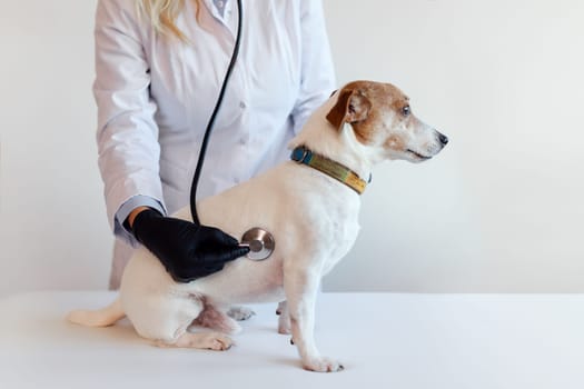 Female veterinarian with the help of a stethoscope examines the jack russell dog in clinic, health care. Close up view. High quality 4k footage