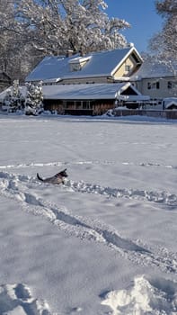 A dog is jumping through the snow in from of a snow covered house.