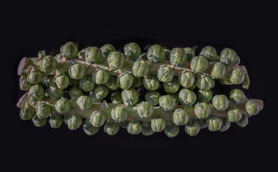 Fresh raw organic green brussel sprouts on stalks with Natural sunlight. Brussel Sprouts Groninger vegetable, Uncooked Rosenkaal Brussel sprouts, Space for text, Selective focus.