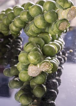 Fresh raw organic green brussel sprouts on stalks on Reflection black background with Natural sunlight. Brussel Sprouts Groninger vegetable, Uncooked Rosenkaal Brussel sprouts, Space for text, Selective focus.