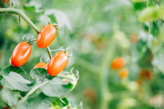 Close-up of beautiful tomatoes on branch in greenhouse. Fresh organic vegetables, symbolizing bright nature, healthy eating, and gardening in the summer season.