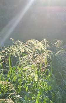 Green field grass fluffy flowering panicles with bright shining sun on sunny summer day evening. Feather grass. Natural background Nature backdrop