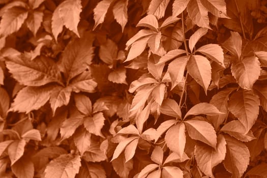 Peach fuzz grape leaves on the wall close-up. Wild grapes monochrome background. Color of the year 2024. High quality photo