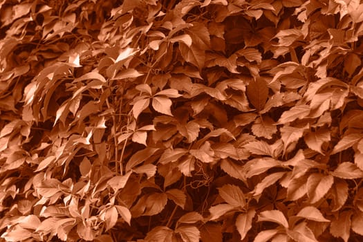 Peach fuzz grape leaves on the wall close-up. Wild grapes monochrome background. Color of the year 2024. High quality photo