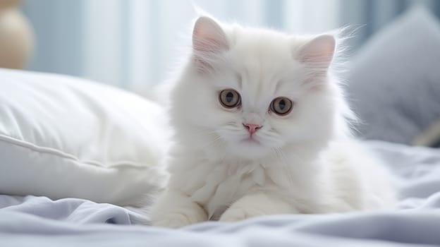 A cute white fluffy kitten lies on the , bed at home, at morning, in daylight, look at camera