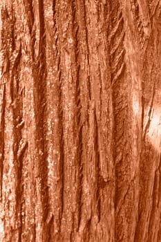 Tree bark texture peach color. Tree bark texture full frame in nature. Monochrome background. Trendy colour 2024. High quality photo