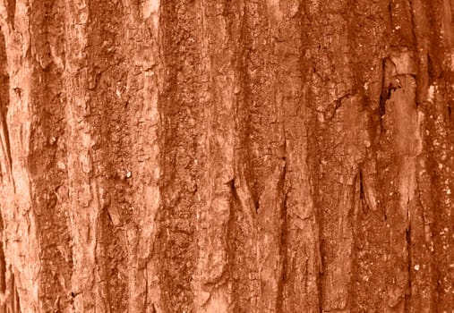 Tree bark texture peach color. Tree bark texture full frame in nature. Monochrome background. Trendy colour 2024. High quality photo