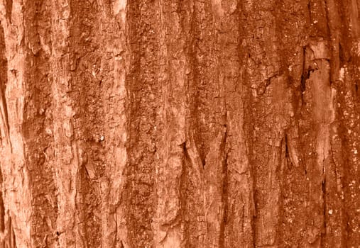 Tree bark texture peach color. Tree bark texture full frame in nature. Monochrome background. Trendy colour 2024. High quality photo