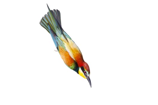 colorful bird flies very fast head down, wild nature