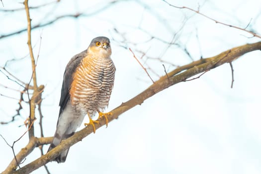 hawk sits on a branch waiting for prey, wild nature