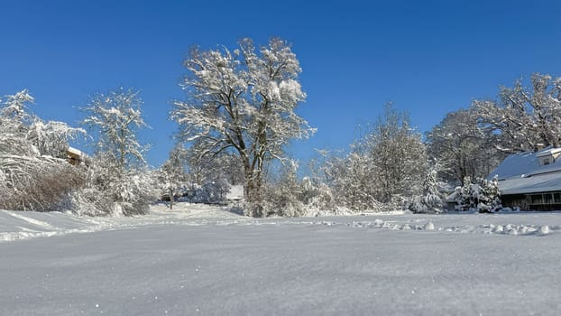 Winter fairytale - snow covered trees with a blue sky.