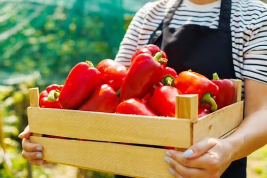 Woman farmer holding wooden box of ripe red peppers. Farmer harvests peppers. Harvesting time